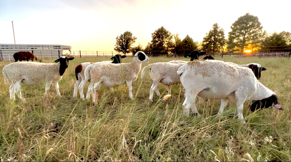 Lamb Farm Near Me A Comprehensive Guide Lamb Farm Near Me A Comprehensive Guide