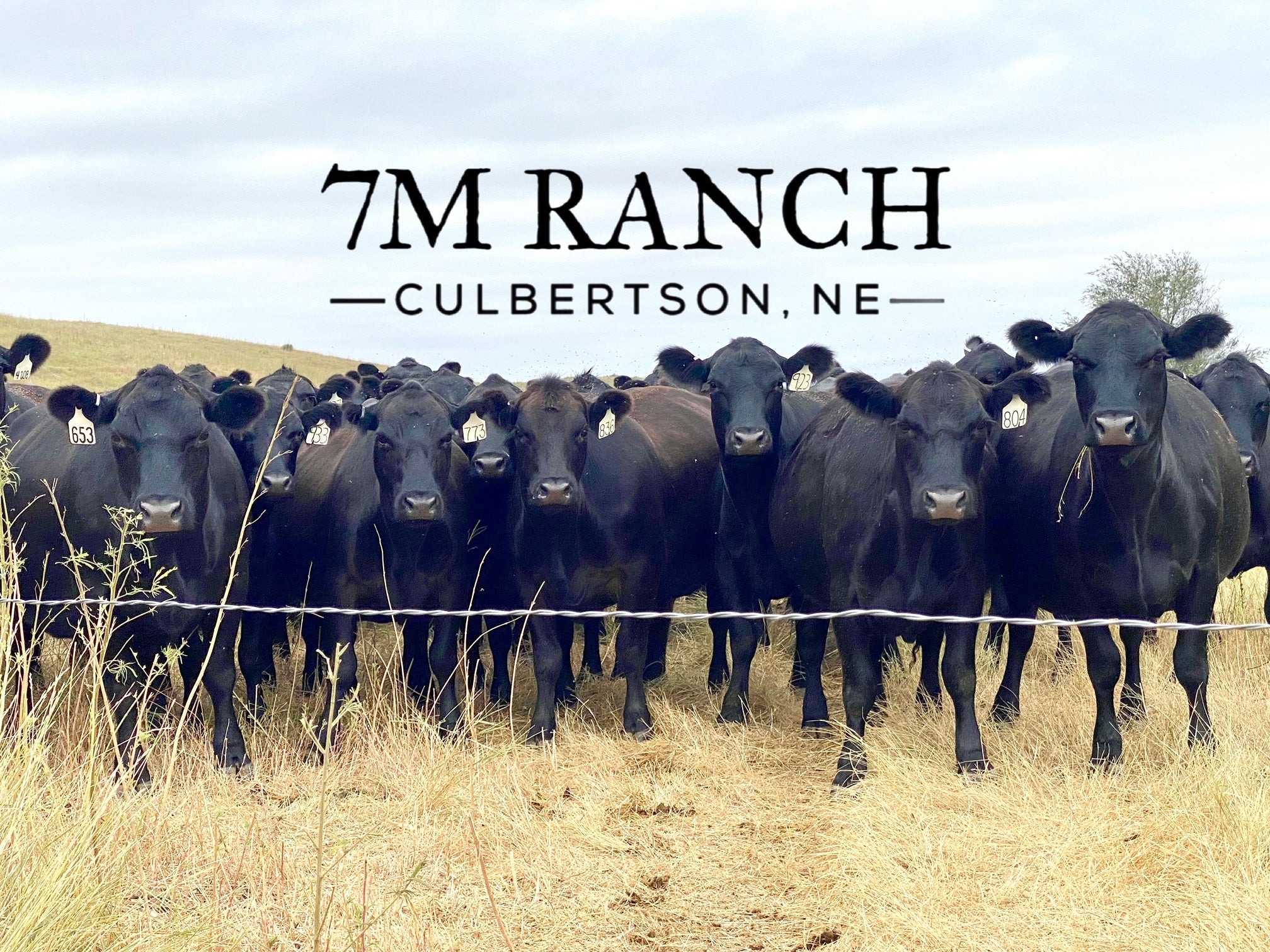 7m Ranch 7M Ranch